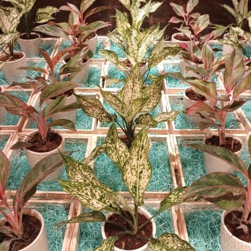 WhatsApp Image 2026-03-05 at 3.16.43 PM